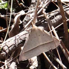 Epidesmia hypenaria at Black Mountain - 27 Jan 2024