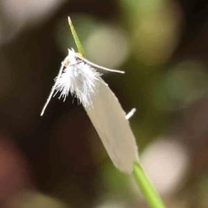 Tipanaea patulella at Point 79 - 27 Jan 2024