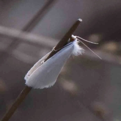 Tipanaea patulella (A Crambid moth) at Acton, ACT - 26 Jan 2024 by ConBoekel