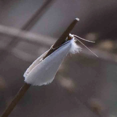 Tipanaea patulella (A Crambid moth) at Acton, ACT - 26 Jan 2024 by ConBoekel