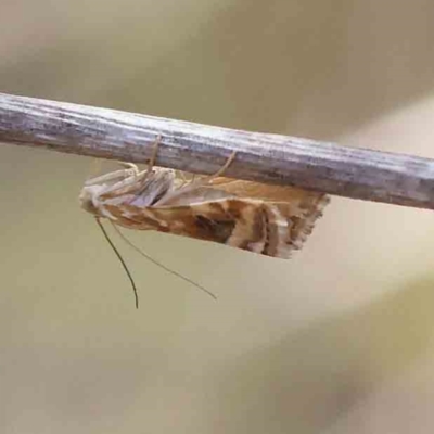 Hellula hydralis (Cabbage Centre Moth) at Acton, ACT - 26 Jan 2024 by ConBoekel