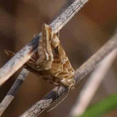 Hellula hydralis at Black Mountain - 27 Jan 2024