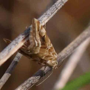 Hellula hydralis at Black Mountain - 27 Jan 2024