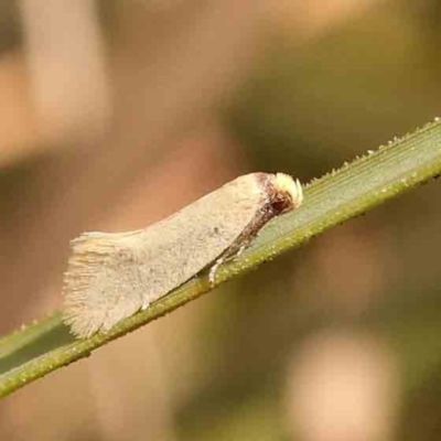 Oecophoridae (family) (Unidentified Oecophorid concealer moth) at Black Mountain - 26 Jan 2024 by ConBoekel