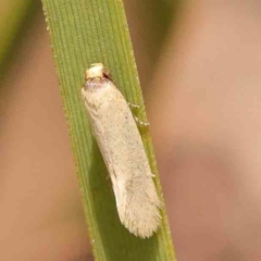 Oecophoridae (family) at Black Mountain - 27 Jan 2024