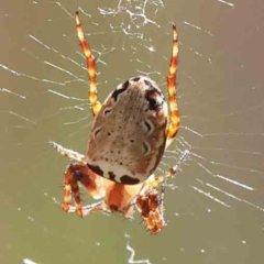 Salsa fuliginata (Sooty Orb-weaver) at Acton, ACT - 26 Jan 2024 by ConBoekel