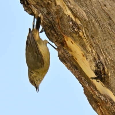 Acanthiza reguloides (Buff-rumped Thornbill) at Cook, ACT - 28 Jan 2024 by Thurstan