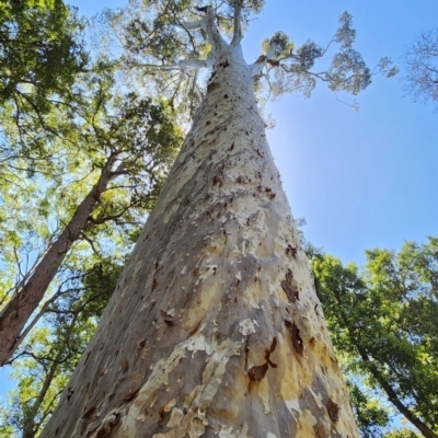 Corymbia maculata (Spotted Gum) at Murramarang National Park - 29 Jan 2024 by Steve818