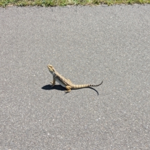 Pogona barbata at Wright, ACT - suppressed