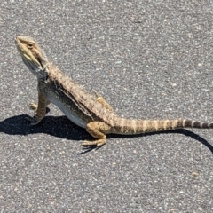 Pogona barbata at Wright, ACT - suppressed