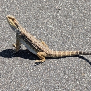 Pogona barbata at Wright, ACT - 29 Jan 2024