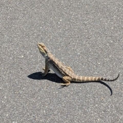 Pogona barbata at Wright, ACT - suppressed