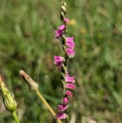 Spiranthes australis (Austral Ladies Tresses) at Jedbinbilla - 28 Jan 2024 by Rebeccajgee