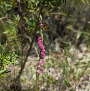 Spiranthes australis at Jedbinbilla - suppressed