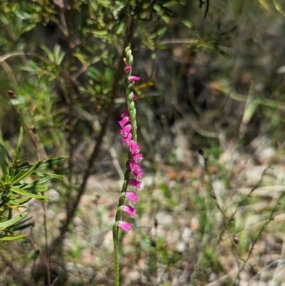 Spiranthes australis (Austral Ladies Tresses) at Jedbinbilla - 28 Jan 2024 by Rebeccajgee