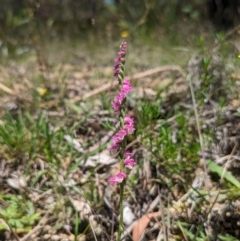 Spiranthes australis at Jedbinbilla - suppressed