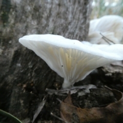 Unidentified Cap on a stem; gills below cap [mushrooms or mushroom-like] at Charleys Forest, NSW - 1 May 2022 by arjay