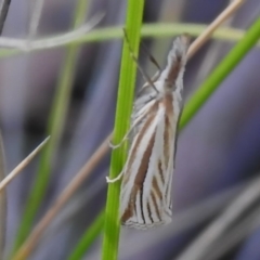 Hednota species near grammellus (Pyralid or snout moth) at Booth, ACT - 28 Jan 2024 by JohnBundock