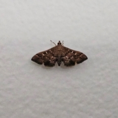 Nacoleia rhoeoalis (A Crambid moth (Spilomelinae) at Hawker, ACT - 29 Jan 2024 by sangio7