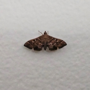 Nacoleia rhoeoalis at Hawker, ACT - 29 Jan 2024