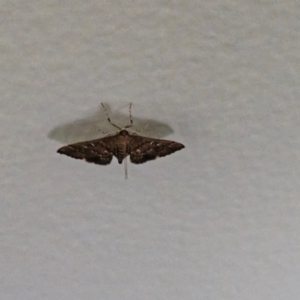 Nacoleia rhoeoalis at Hawker, ACT - 29 Jan 2024