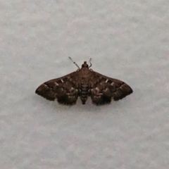 Nacoleia rhoeoalis at Hawker, ACT - 29 Jan 2024