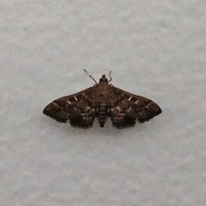 Nacoleia rhoeoalis at Hawker, ACT - 29 Jan 2024