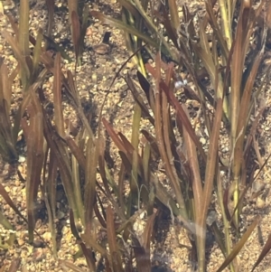 Potamogeton ochreatus at Jerangle, NSW - 28 Jan 2024