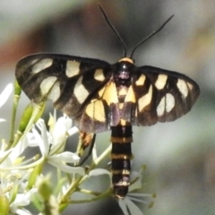 Amata (genus) (Handmaiden Moth) at Booth, ACT - 28 Jan 2024 by JohnBundock