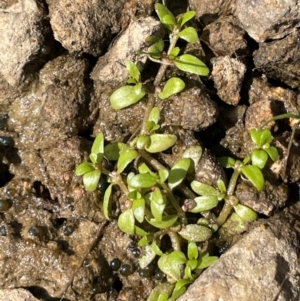 Elatine gratioloides at Jerangle, NSW - 28 Jan 2024