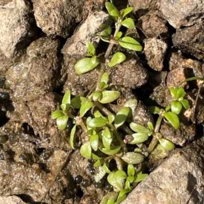 Elatine gratioloides (Waterwort) at Jerangle, NSW - 28 Jan 2024 by JaneR