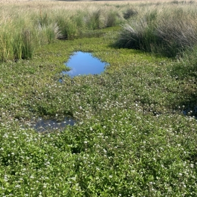 Rorippa nasturtium-aquaticum (Watercress) at Jerangle, NSW - 28 Jan 2024 by JaneR