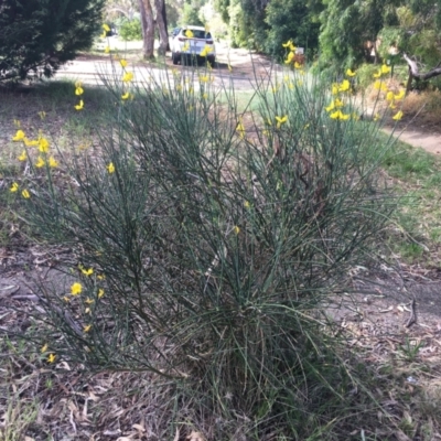 Spartium junceum (Spanish Broom ) at Cook, ACT - 12 Jan 2024 by dwise