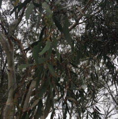 Eucalyptus pauciflora subsp. pauciflora at Yarramundi Grassland
 - 14 Jan 2024