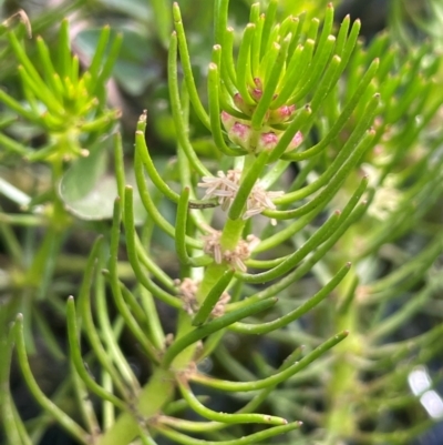 Myriophyllum variifolium (Varied Water-milfoil) at Jerangle, NSW - 28 Jan 2024 by JaneR