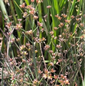 Juncus articulatus subsp. articulatus at Jerangle, NSW - 28 Jan 2024 04:24 PM