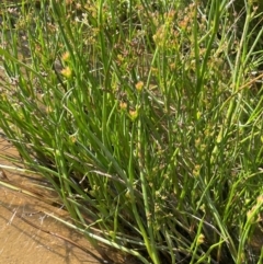 Juncus articulatus subsp. articulatus at Jerangle, NSW - 28 Jan 2024 04:24 PM