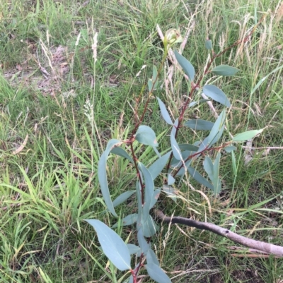 Eucalyptus pauciflora subsp. pauciflora (White Sally, Snow Gum) at Yarramundi Grassland
 - 14 Jan 2024 by dwise