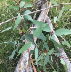 Eucalyptus pauciflora subsp. pauciflora at Yarramundi Grassland
 - 14 Jan 2024