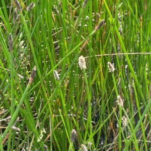 Eleocharis acuta at Jerangle, NSW - 28 Jan 2024 04:23 PM