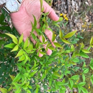 Nandina domestica at Greenway, ACT - 15 Jan 2024