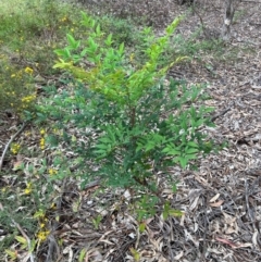 Nandina domestica at Greenway, ACT - 15 Jan 2024 12:46 PM