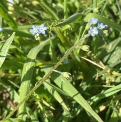 Myosotis laxa subsp. caespitosa (Water Forget-me-not) at Jerangle, NSW - 28 Jan 2024 by JaneR