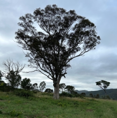 Eucalyptus blakelyi (Blakely's Red Gum) at Bullen Range - 16 Jan 2024 by dwise