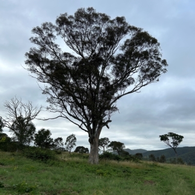 Eucalyptus blakelyi (Blakely's Red Gum) at Bullen Range - 15 Jan 2024 by dwise
