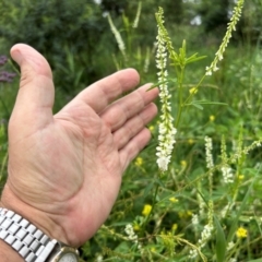 Melilotus albus (Bokhara) at Pine Island to Point Hut - 16 Jan 2024 by dwise