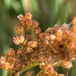 Juncus sarophorus at Jerangle, NSW - 28 Jan 2024