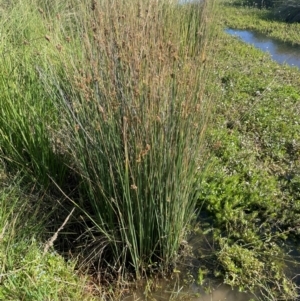 Juncus sarophorus at Jerangle, NSW - 28 Jan 2024 04:54 PM