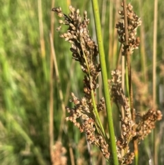 Juncus sarophorus at Jerangle, NSW - 28 Jan 2024 04:54 PM