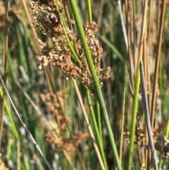 Juncus sarophorus at Jerangle, NSW - 28 Jan 2024